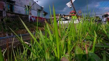 Selective soft focus of grass in front of the river beautiful breeze. video