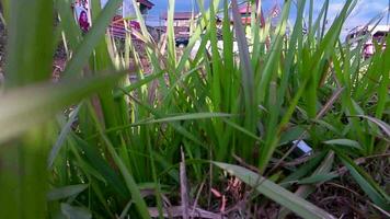 Selective soft focus of grass in front of the river beautiful breeze. video