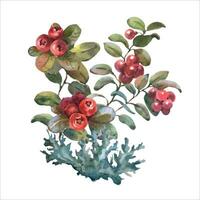 Watercolor illustration of Cranberry. Red Lingonberry with green leaves. Botanical hand painted illustration of forest plant vector