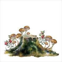 Botanical hand painted watercolor illustration of forest plant. A composition of forest plants, a stump with moss, lingonberries and mushrooms. vector