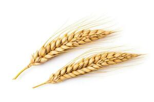 Ears of Wheat, Wheat ears isolated on white background. photo
