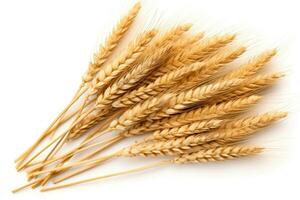 Ears of Wheat, Wheat ears isolated on white background. photo