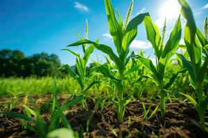 Agriculture, Growing sweetcorn in field. Generative Ai photo