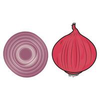 Onion. Whole onion and cut onion. Flat simple design. Red onion illustration set vector