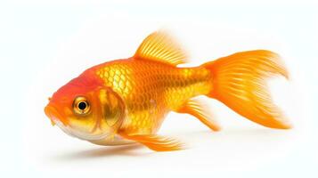 A gold fish isolated on a white background. Generative Ai photo