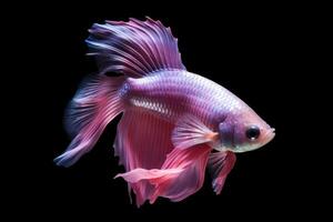 A Purple Betta fish isolated on black background. Generative Ai photo