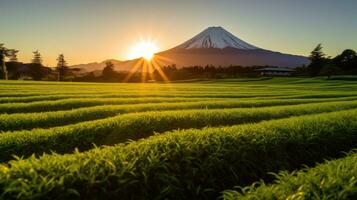 Mountain Fuji. Green tea plantation near Mount Fuji, Shizuoka Prefecture,Japan. Generetive Ai photo