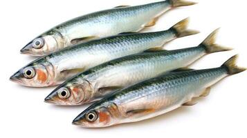 A fresh mackerel fish isolated on white background. Atlantic mackerel fish. Generative Ai photo