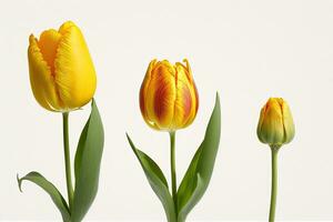 three yellow tulips with green leaves on a white background photo