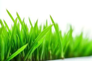 fresh green grass blades on a white background photo