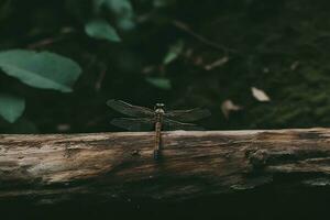 dragonfly perched on a log amidst a lush forest photo