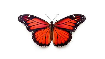 Beautiful red monarch butterfly isolated on white background. Butterfly. Generative Ai photo
