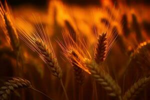 close-up view of ripe golden wheat in a vast field photo