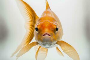 An underwater goldfish in a fish tank on a white backdrop. taken using a 5D Mark III in a studio photo