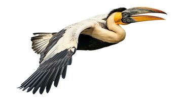 A Great hornbill Flying on a white background. Generative Ai photo