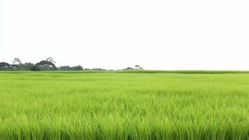 Rice field on a white background, isolate, natural product. AI generated. photo