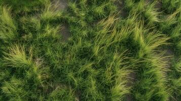 Green grass, top view background texture. Home garden lawn, sports field. AI generated. photo