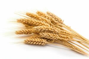Ears of Wheat, Wheat ears isolated on white background. photo