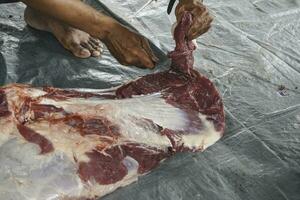 un retrato de musulmanes cortando carne en eid al adha usando un cuchillo de corte foto
