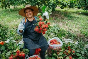 asiático granjero mujer pulgares arriba y participación Fresco rambután a el rambután jardín. orgánico Fruta agricultura concepto. foto