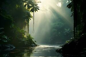 Morning sunlight in the rainforest photo