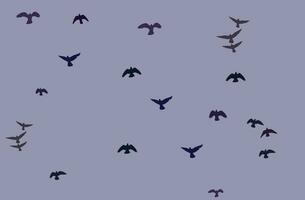 Flying birds in the sky. Vector Illustration