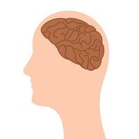 human head with brain vector