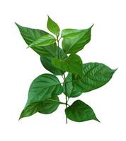 a plant with pink flowers and green leaves of China rose, Hawaiian hibiscus photo