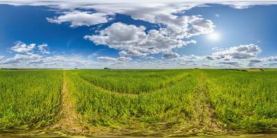 spherical 360 hdri panorama among green grass farming field with clouds on blue sky with sun in equirectangular seamless projection, use as sky replacement, game development as skybox or VR content photo