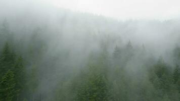 antenne visie van mooi berg landschap. mist stijgt over- de berg hellingen video