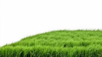 Rice field on a white background, isolate, natural product. AI generated. photo