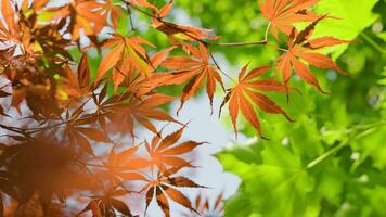 Fresh foliage of leafy birch tree on sky background swaying in the wind. video