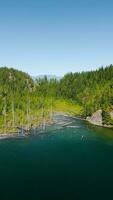 Vertical video. Aerial landscape of hidden lake in the forest in sunny day video