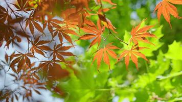 Fresh foliage of leafy birch tree on sky background swaying in the wind. video