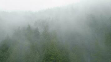 antenne visie van mooi berg landschap. mist stijgt over- de berg hellingen video