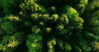 topo baixa Visão do a conífero floresta. Câmera sobe e rotaciona video