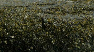 krabbor på stenen och krusade rockskipperfiskar, rullande vågor, närbild, slow motion video