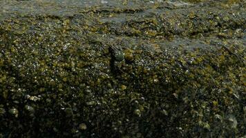 Crabs on the rock and rippled rockskipper fishes, rolling waves, close up, slow motion video