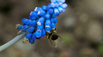 un abeja recoge néctar en un flor muscari video