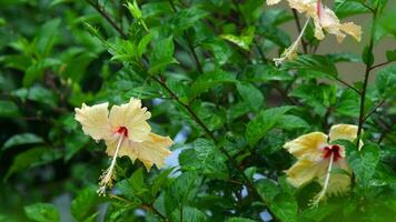 romig hibiscus bloem onder tropisch regenen, langzaam beweging video