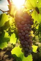 Sunny summer, Clusters of ripe grapes in the vineyard, Full, Crystal clear fruit, I want to eat, Vineyards in the background, Generative AI photo