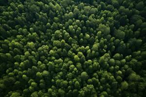 aéreo ver de verde bosque. parte superior ver de conífero bosque, aéreo ver de bosque, ai generado foto