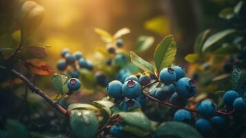 Forest Harvest, Abundant Blueberries on Bushes in a Serenely Lit Woodland. Generative AI photo