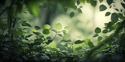 Lush Green Forest with Foliage in the Foreground photo