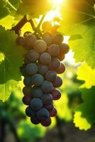 Vineyard Visions, Captivating Grape Clusters and Idyllic Vistas on a Sunny Summer Day, Generative AI photo