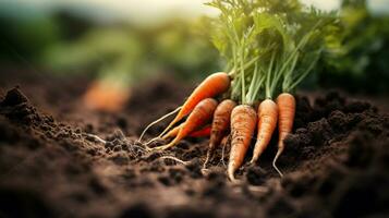 Freshly picked carrots on the soil in a field of a farm. Generative AI photo