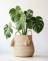 Monstera plant in a wicker basket on a gray background. photo