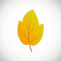 Yellow maple leaf. Autumn leaf of a tree on a white background. Vector illustration