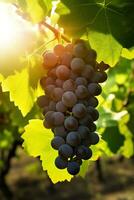 Summers Bounty, Luscious Grape Clusters on Display Against a Vineyard Backdrop, Generative AI photo