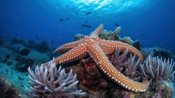 un estrella de mar en un coral arrecife en el Oceano con un azul antecedentes y un coral arrecife en el primer plano. generativo ai foto